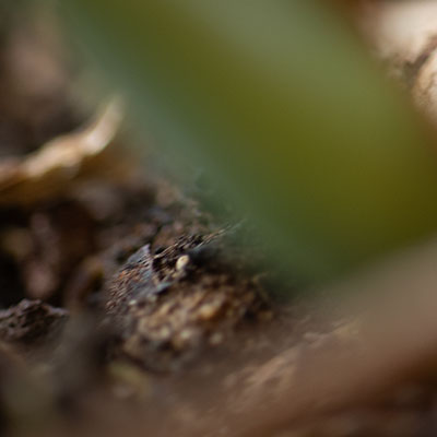 AMBI - URBAN UND NATUR